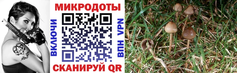 Псилоцибиновые грибы Cubensis  Мышкин 